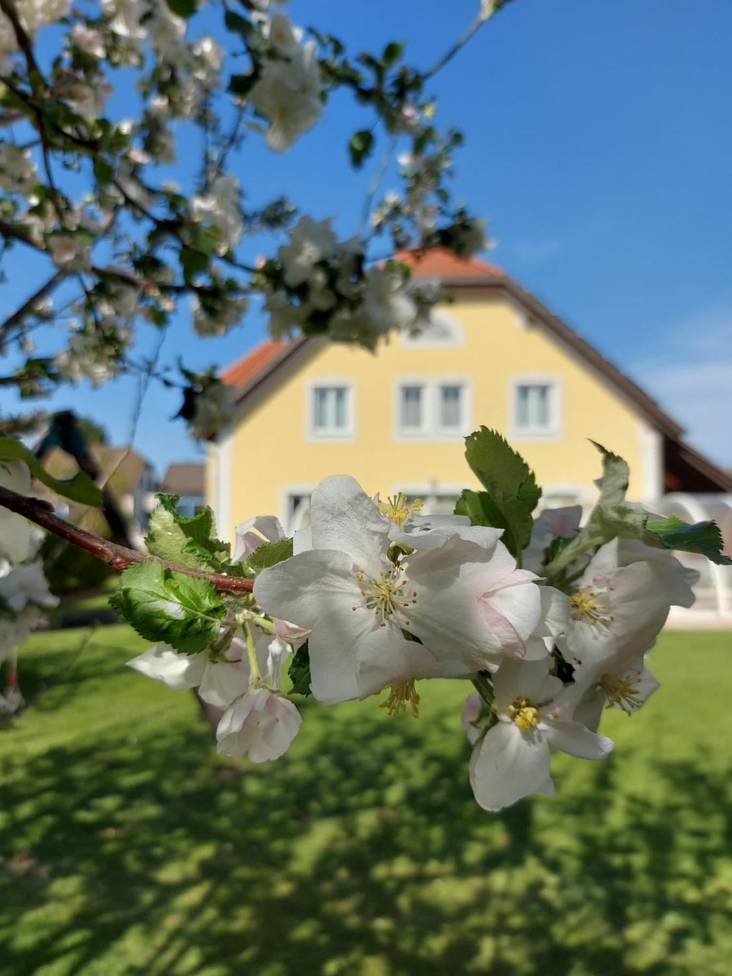 Gaestehaus Familie Trachsler Otel Rohrendorf bei Krems Dış mekan fotoğraf