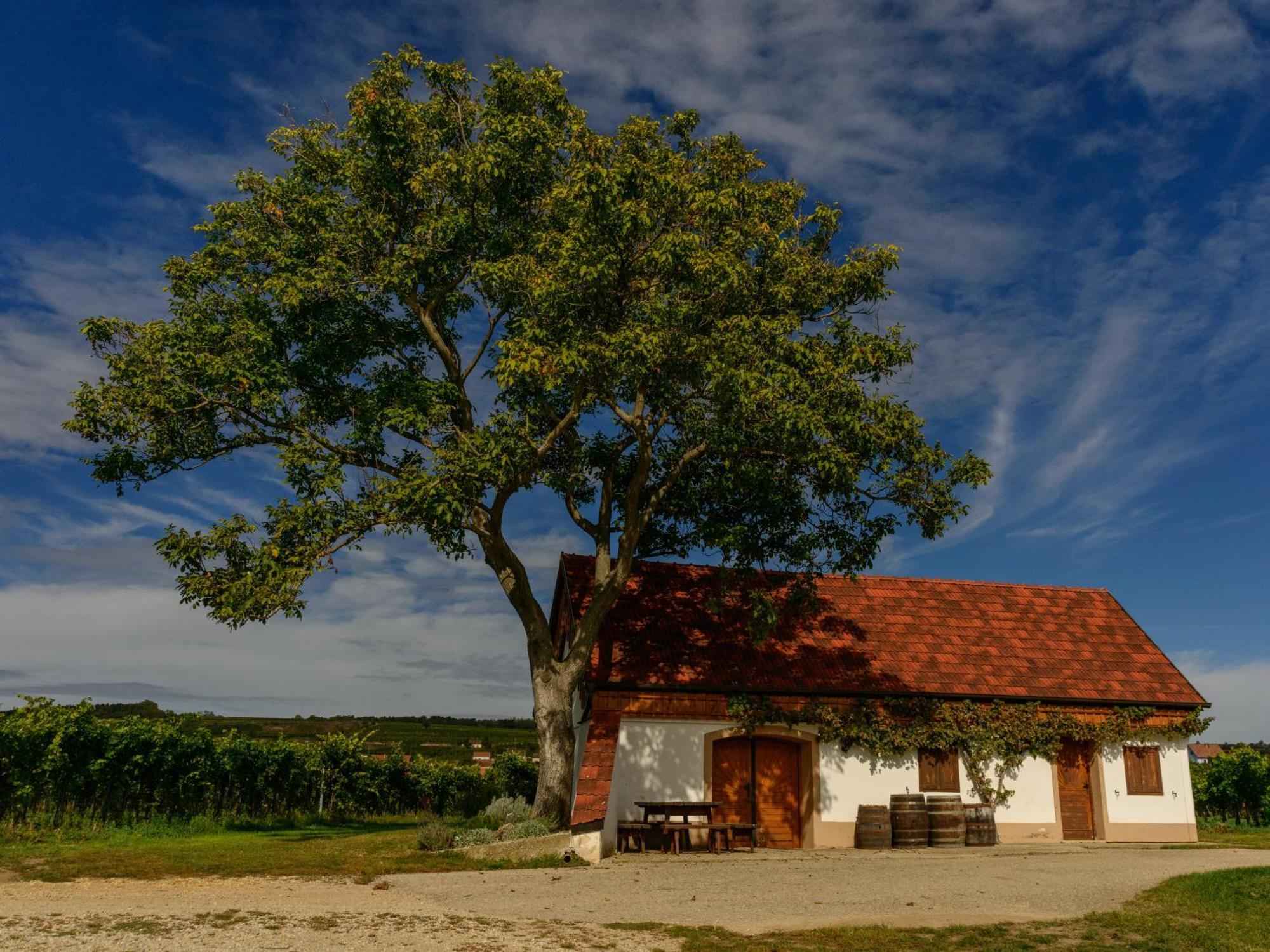 Gaestehaus Familie Trachsler Otel Rohrendorf bei Krems Dış mekan fotoğraf