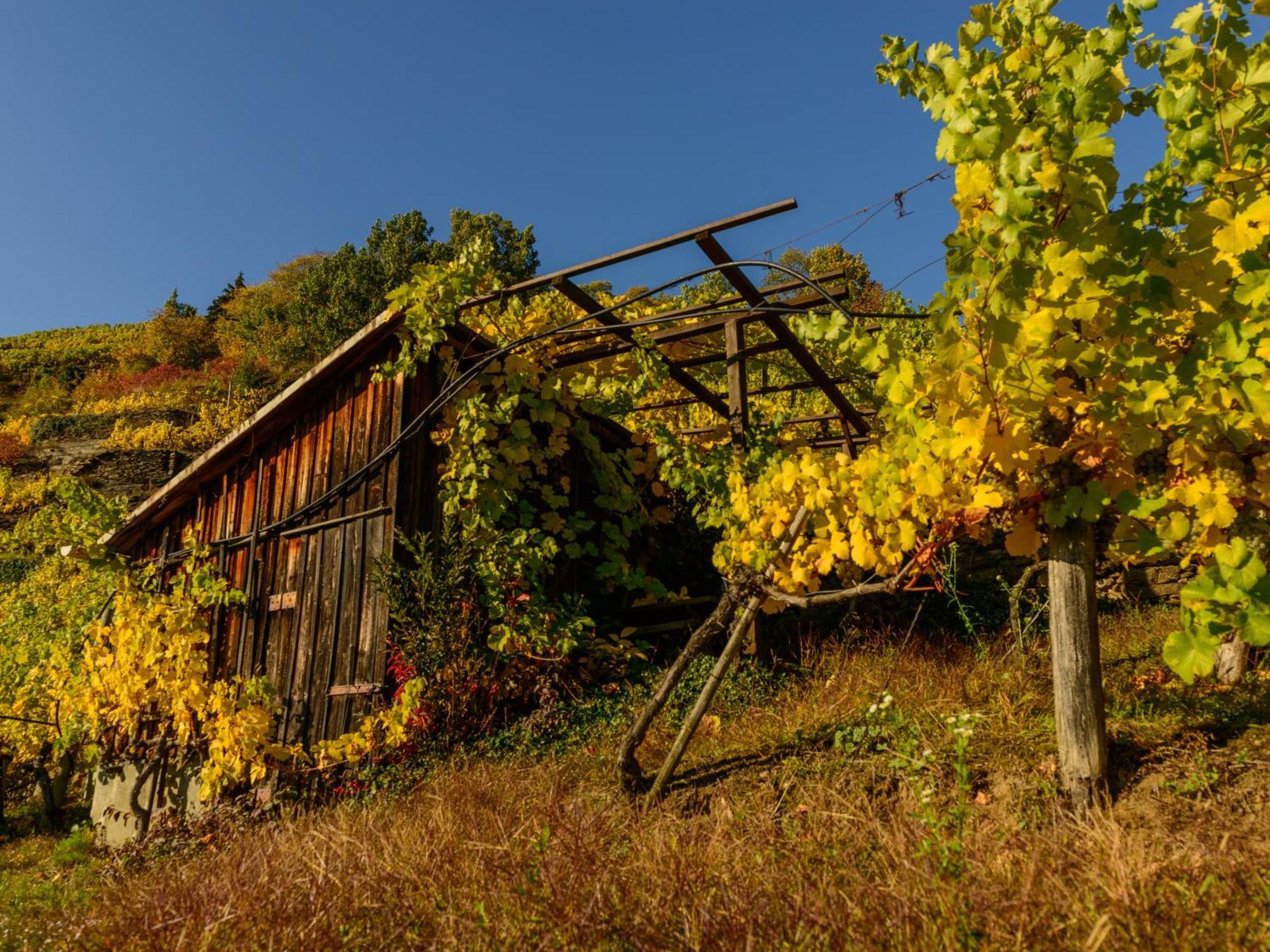 Gaestehaus Familie Trachsler Otel Rohrendorf bei Krems Dış mekan fotoğraf